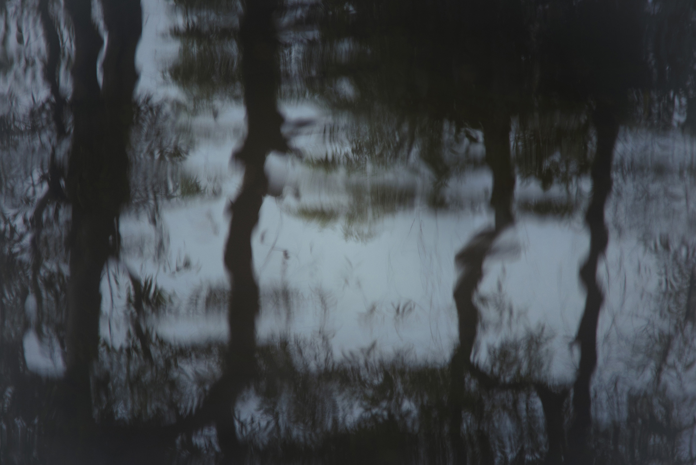 Bivas Bhattacharjee_The Hidden Dance of Trees 06_2014_36' x 24'_Photograph_Edition 1 of 3.jpg
