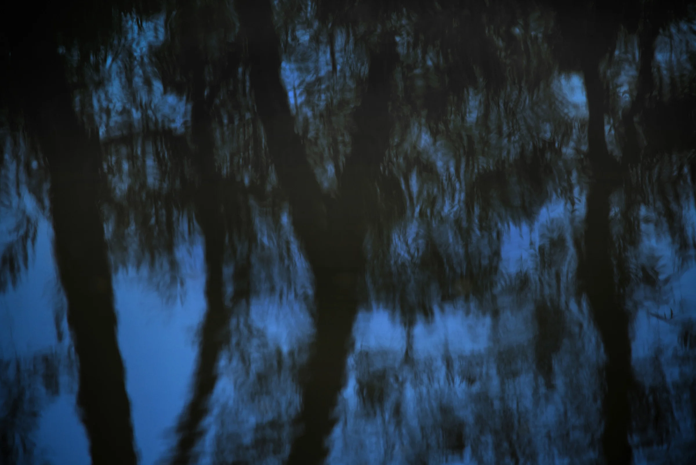 Bivas Bhattacharjee_The Hidden Dance of Trees 08_2014_36' x 24'_Photograph_Edition 1 of 3.jpg