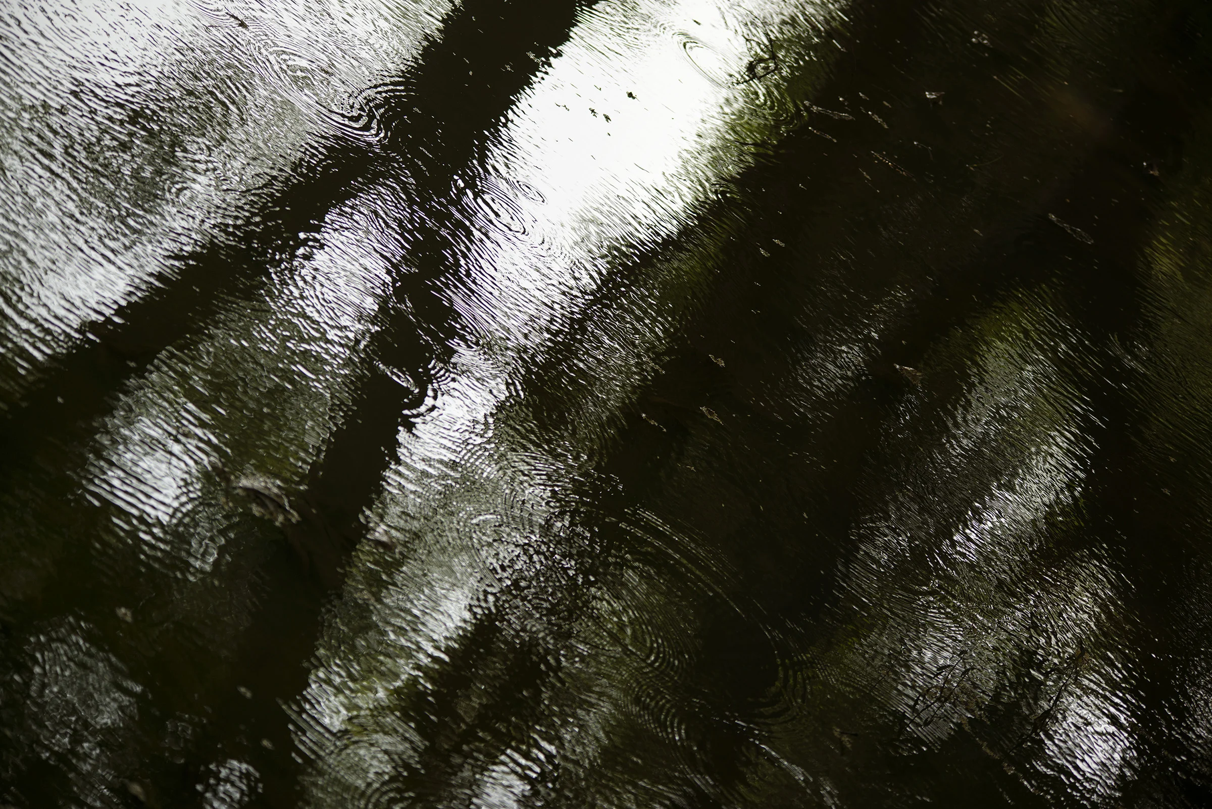 Bivas Bhattacharjee_The Hidden Dance of Trees 12_2014_36' x 24'_Photograph_Edition 1 of 3.jpg