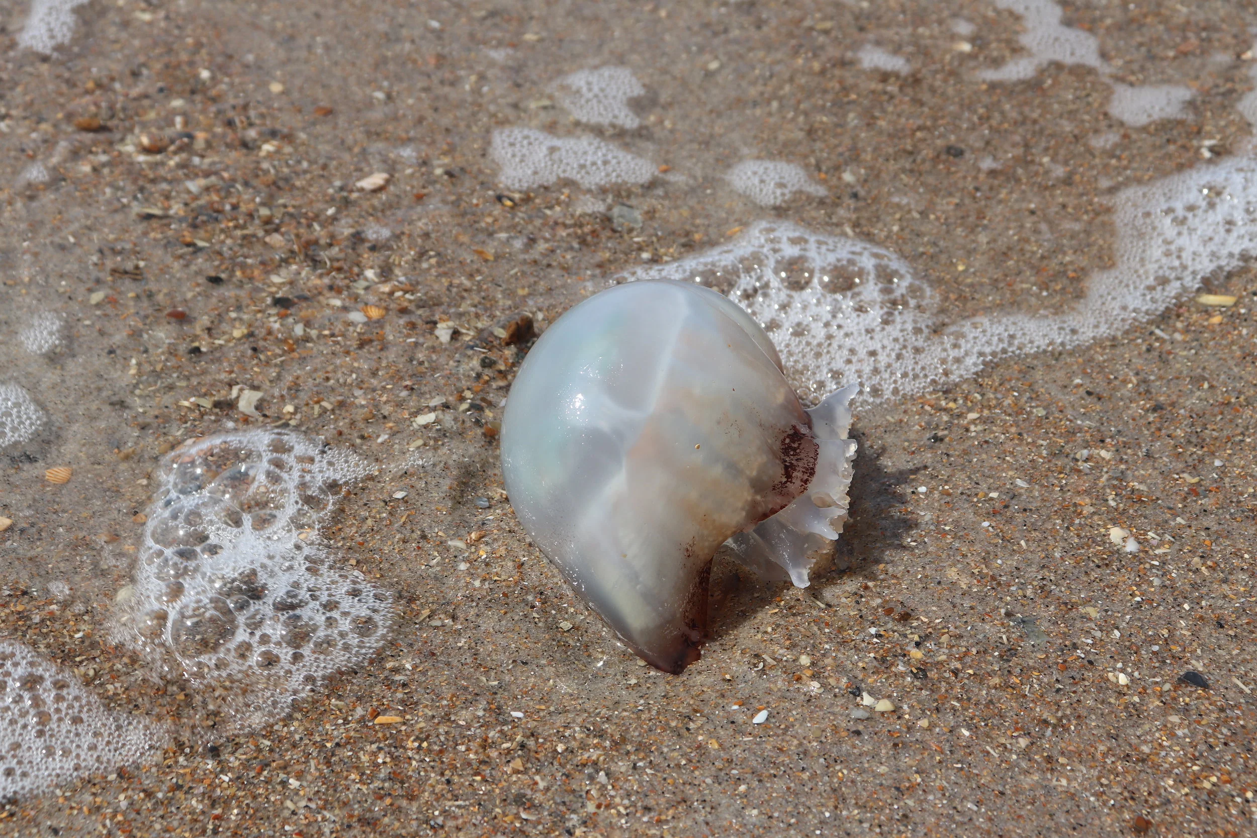 Bubbles and Jellies (Copy)