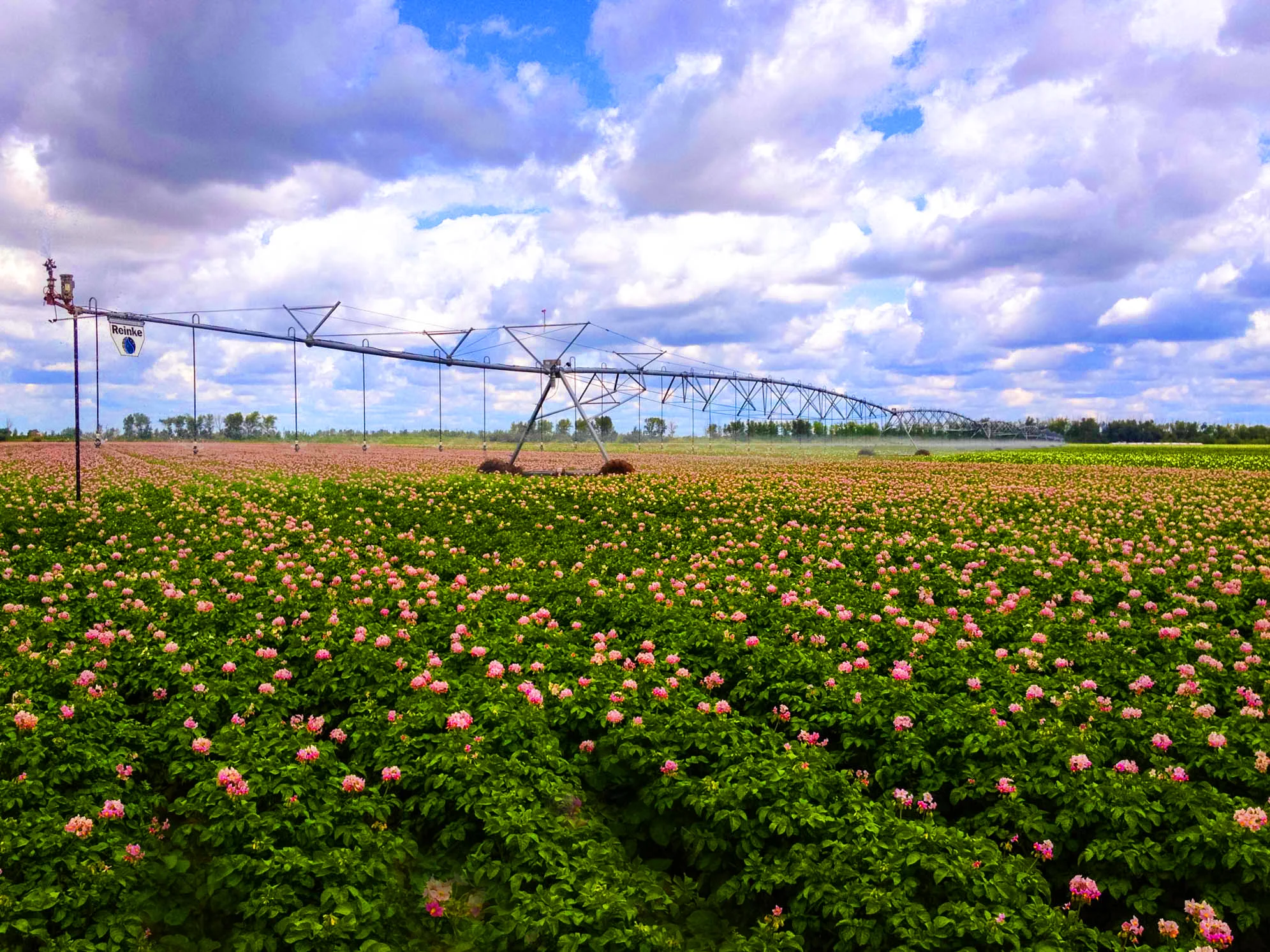 Reinke-Center-Pivot-Potatoes