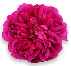 kaija-puro-rose-de-rescht.jpg