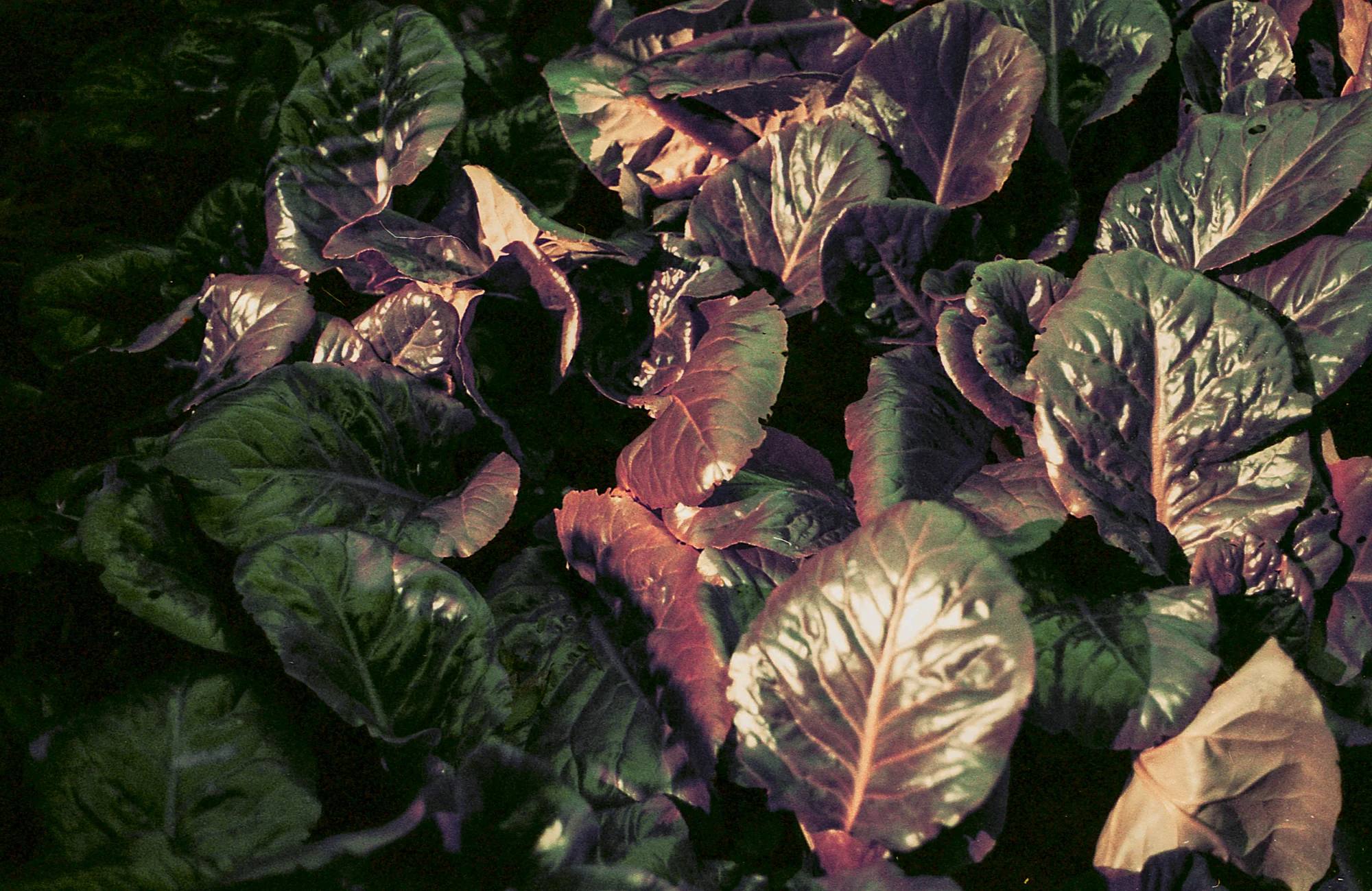 Nocturnal #4 on 35mm