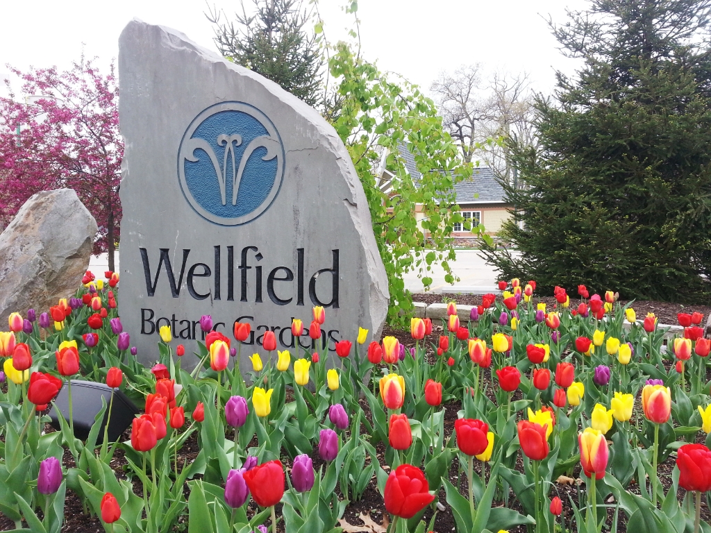Wellfield Cover Photo.jpg