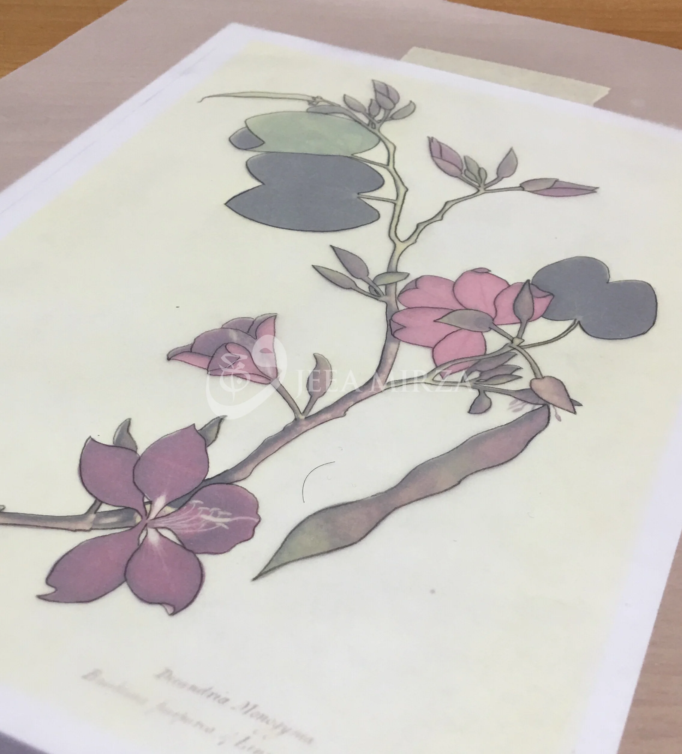 Botanical Indian Miniature Painting - at The Prince's School of Traditional Arts (Day 1)