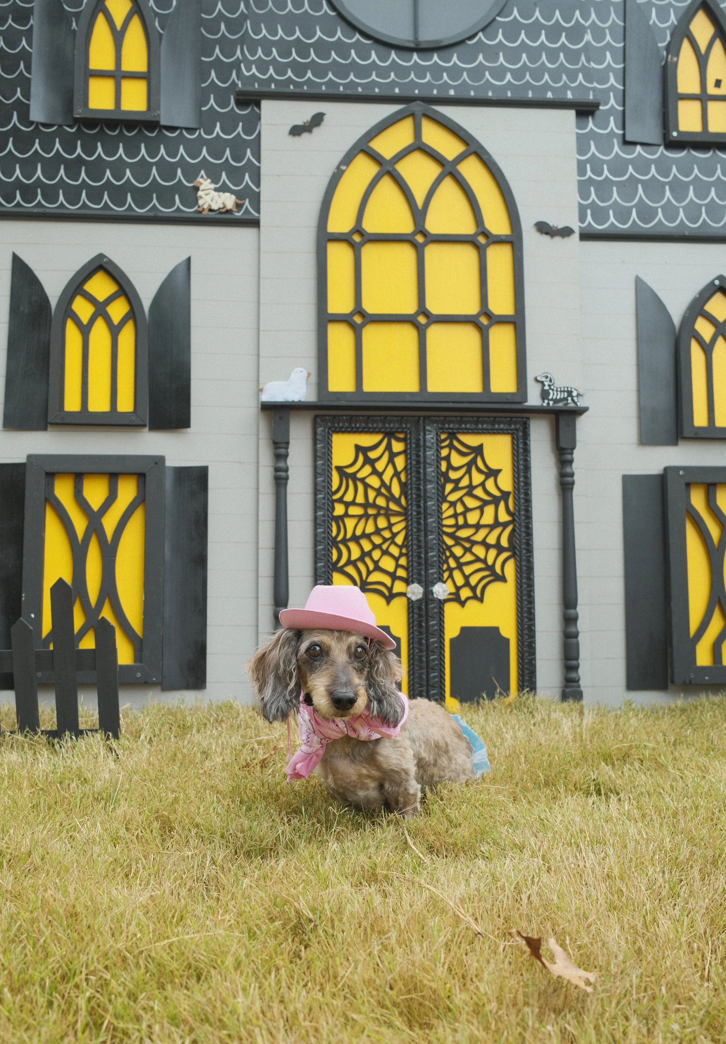 DREAM-HowloWeenie_Keri Cronan_2025.09.27-22.jpg
