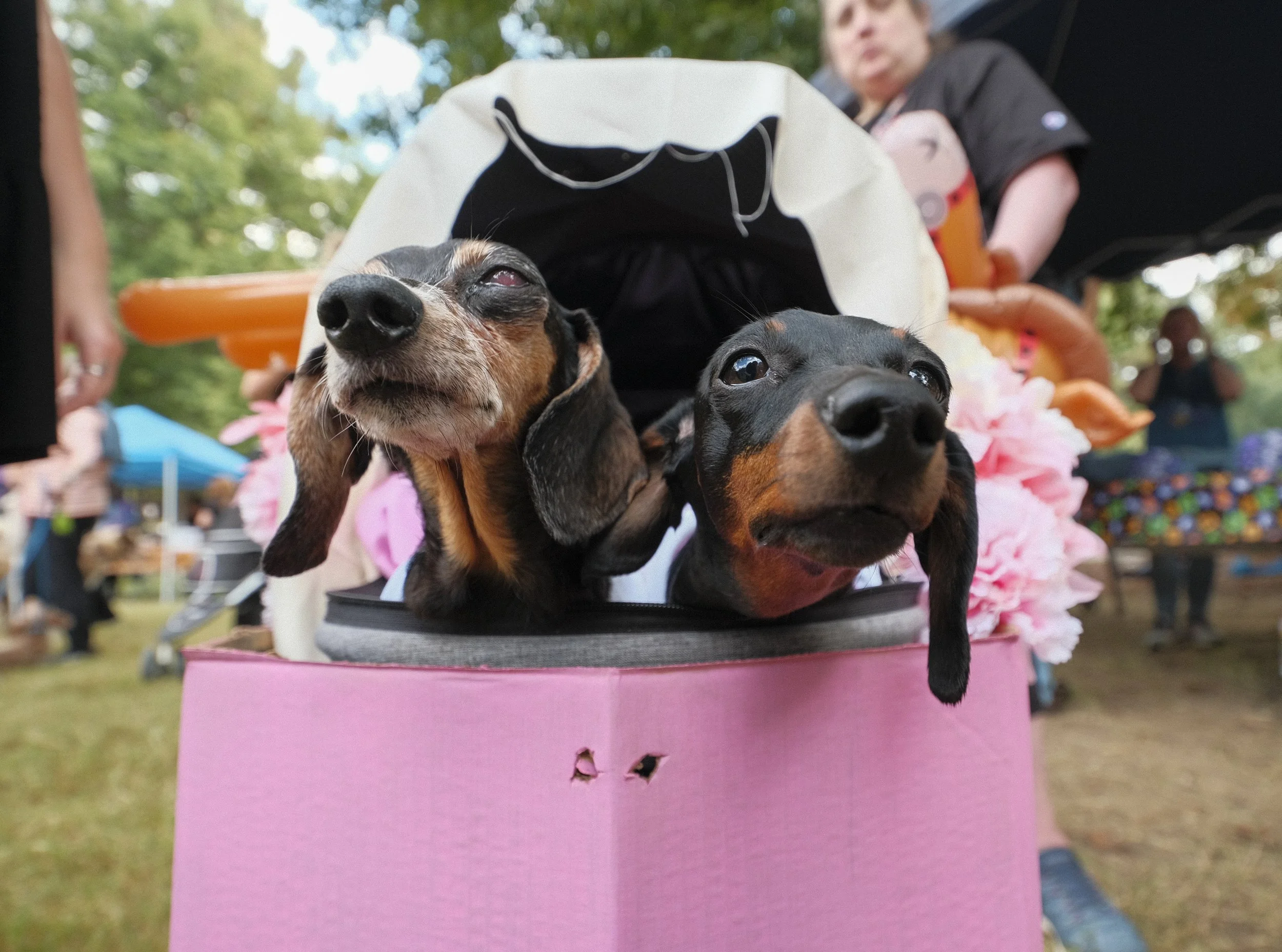DREAM-HowloWeenie_Keri Cronan_2025.09.27-94.jpg