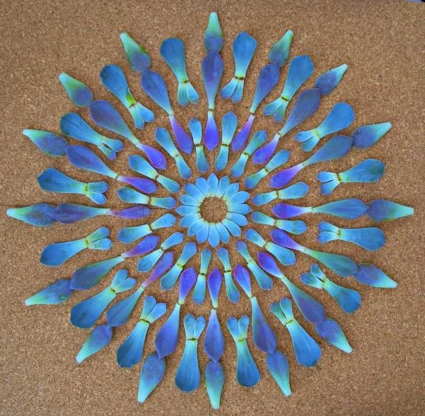 New moon energy transmission by Shelly Burton.