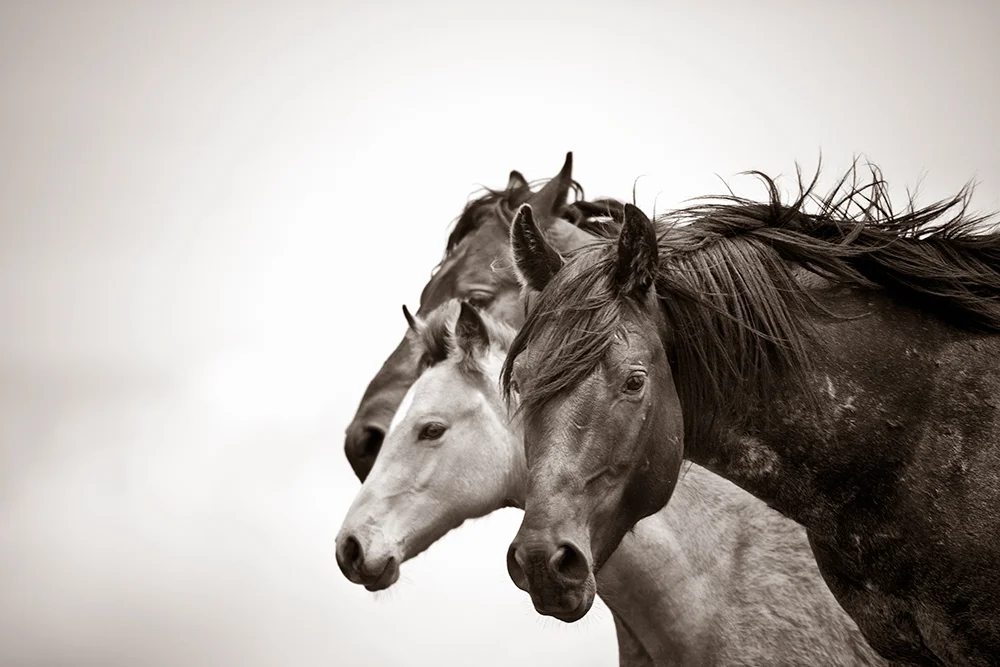 Heart Activation with Horses