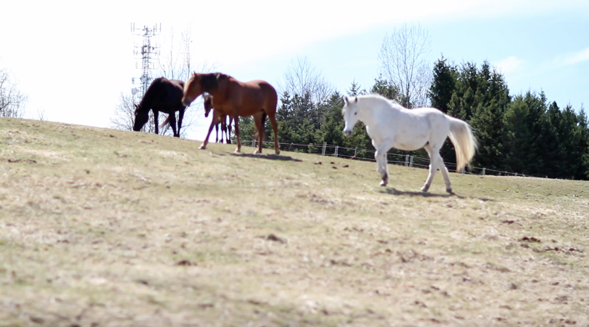 Meditation with Horses: Oxfordshire, UK
