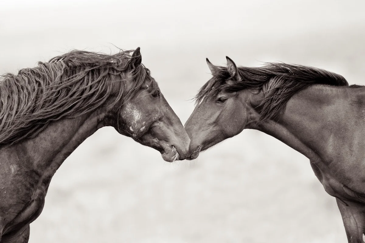 Spirit Journey with Horses
