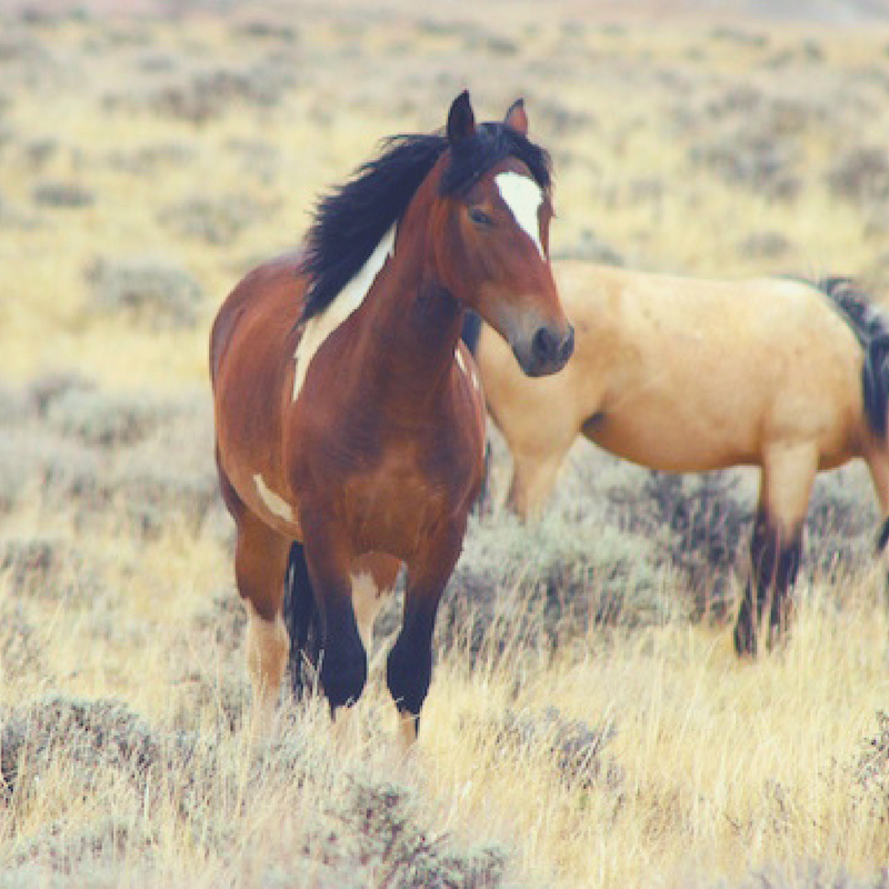Full Moon Ceremony w/ Horses