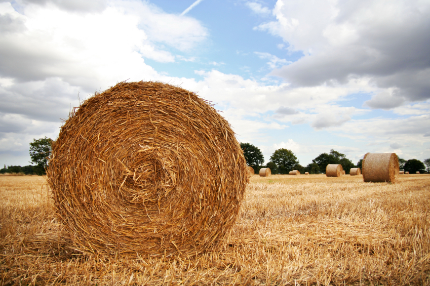 harvest-roll.jpg