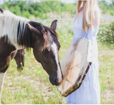horse+wisdom+2.png