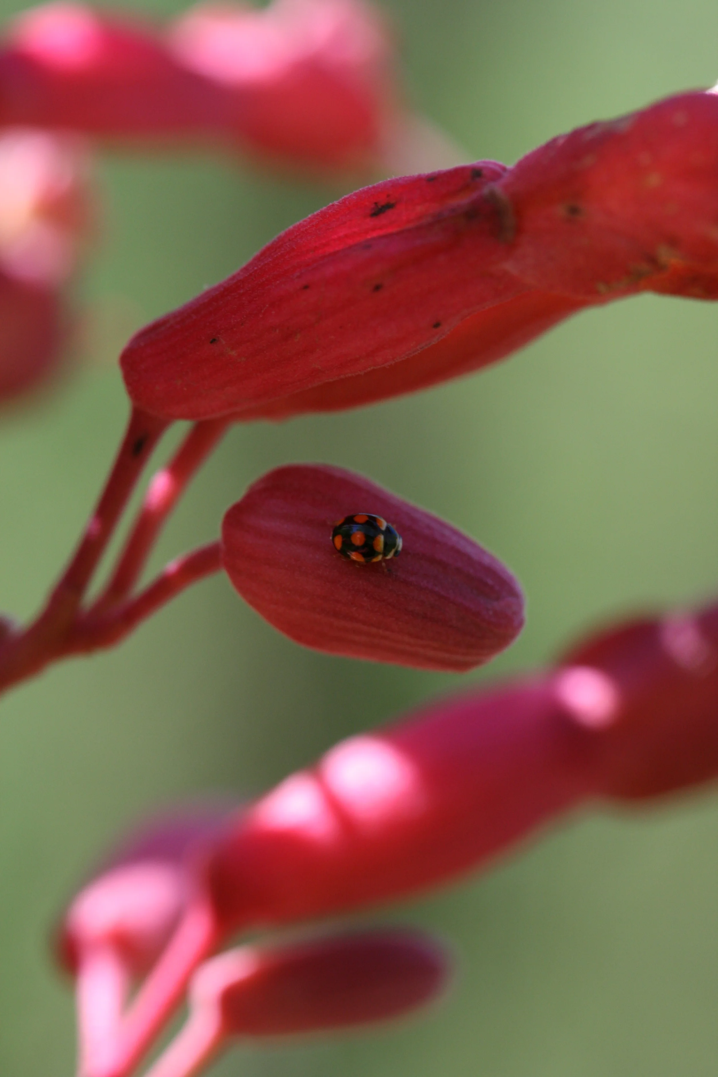 Known locally as scarlet buckeye, woolly buckeye, or firecracker plant, the red buckeye ( Aesculus pavia ) plant is native to the southern and eastern U.S. and can reach a height of up to 26 feet. This perennial shrub absolutely covers the state of Alabama. Hanging out on one of the buckeye blooms is a multicolored Asian lady beetle ( Harmonia axyridis ), an insect introduced from Asia into the United both accidentally many times and purposefully by the U.S. Department of Agriculture for classical biological control of arthropod pests. A crucial predator of aphids and scale insects, which may damage some plants, this tree-dwelling beetle is just one more contributor to the biodiversity of Ruffner Mountain. These two species, the native plant and the non-native insect, have evolved to harmoniously interact and flourish, both complementing and protecting one another. 
