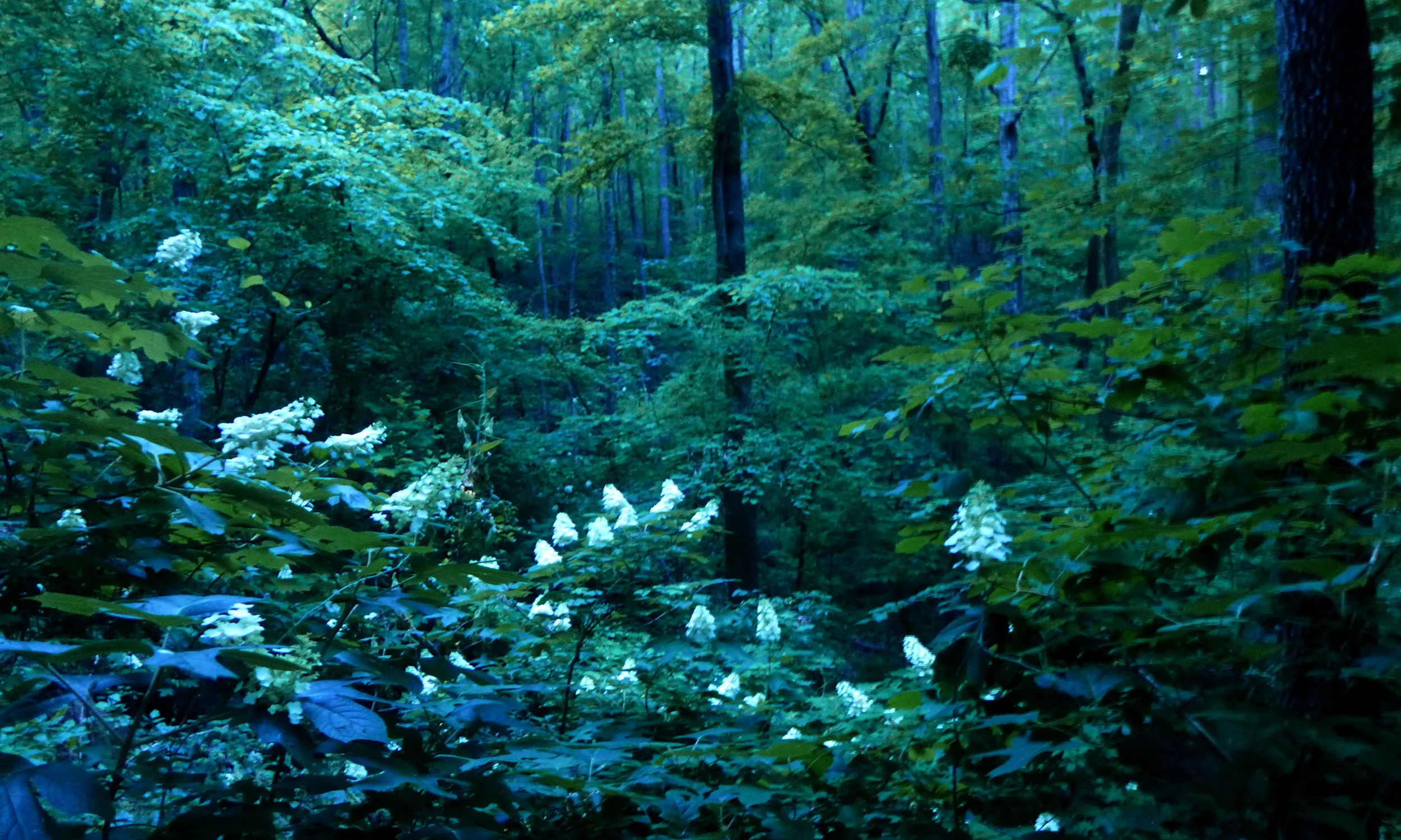 The oak-leaf hydrangea (Hydrangea quercifolia Bartr.) is the official State Wildflower of Alabama, and you can see why. Their pearl-white blooms almost seem to glow beneath the forest canopy. This deciduous shrub can be found in every part of the state, from the coastal plains to the Appalachian foothills to the north (at Ruffner, for example!), and deep within deciduous forests to landscaped lawns and home gardens. The striking white flowers turn a deep rose in summer and even deeper in color to burgundy in the fall.