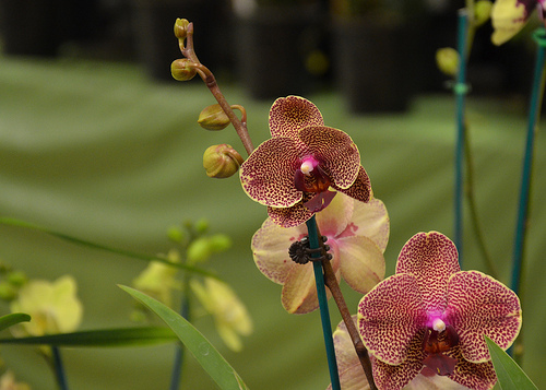 Orchids at BBG.jpg