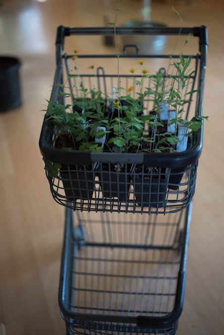 Plant Sale Cart 2017.jpg