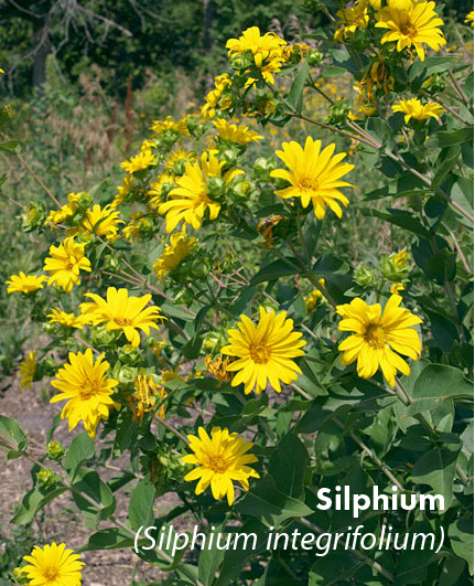 Silphium (Medium).png