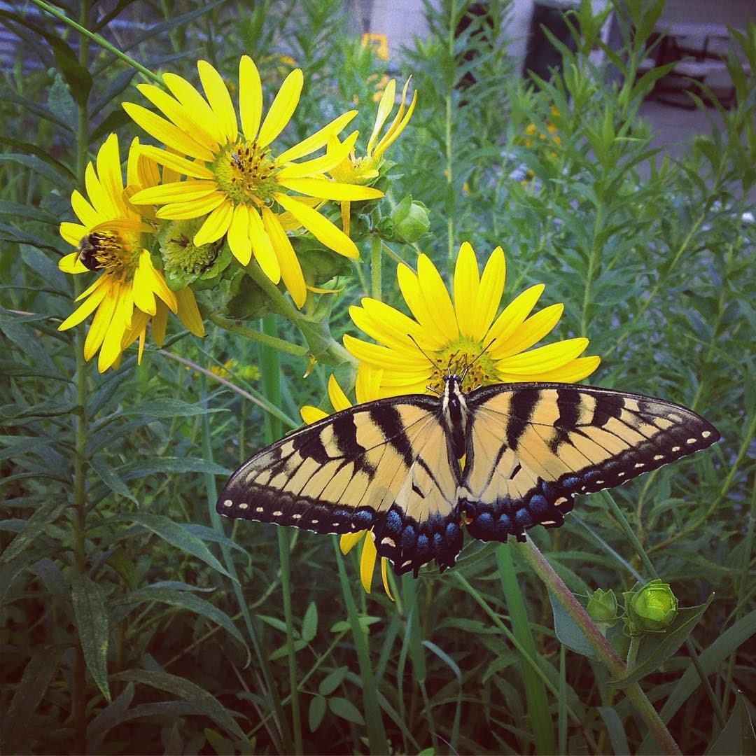 Butterfly in Habitat Garden.jpg