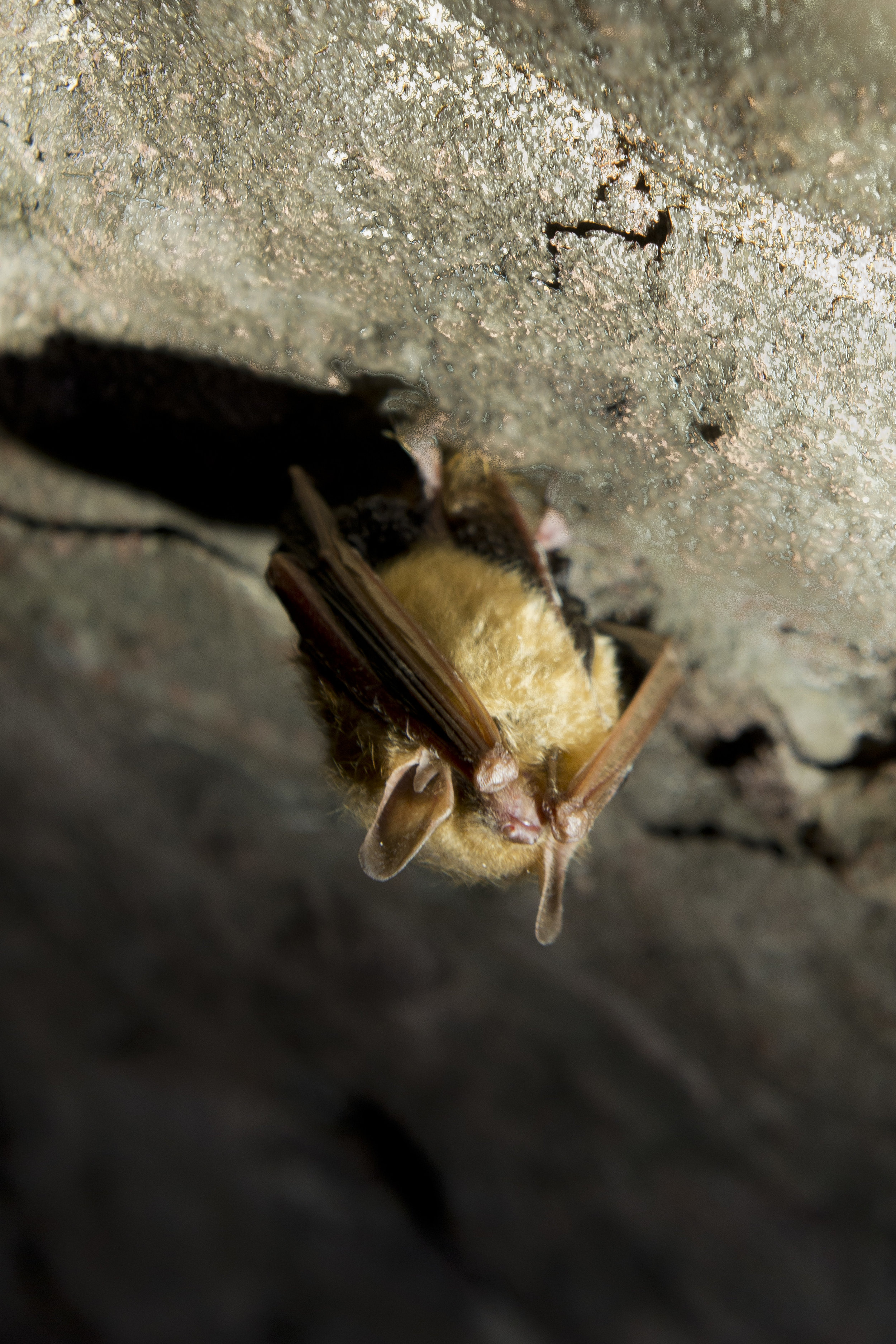 Ruffner Mine #3 Bats 05012017