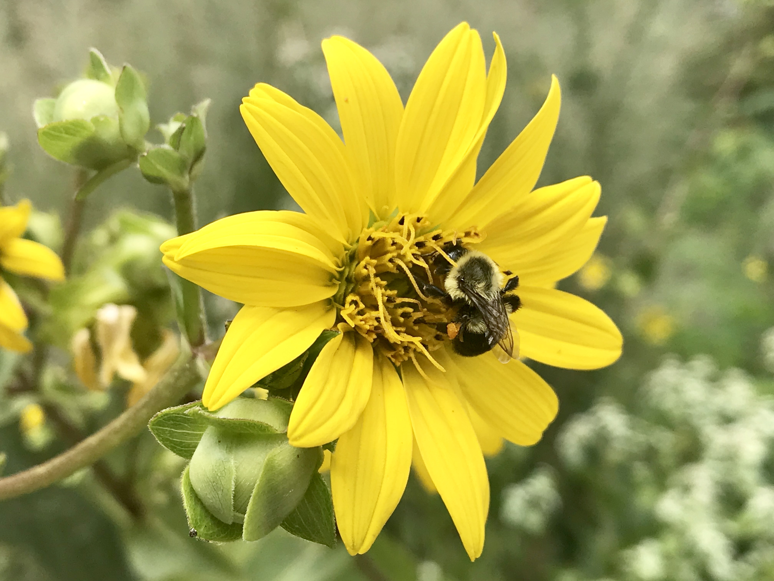 Rosinweed (Silphium integrifolium) provides a pretty backdrop to this busy bumblebee as it visited many flowers, packing its pollen baskets and transferring pollen from flower to flower throughout the day.