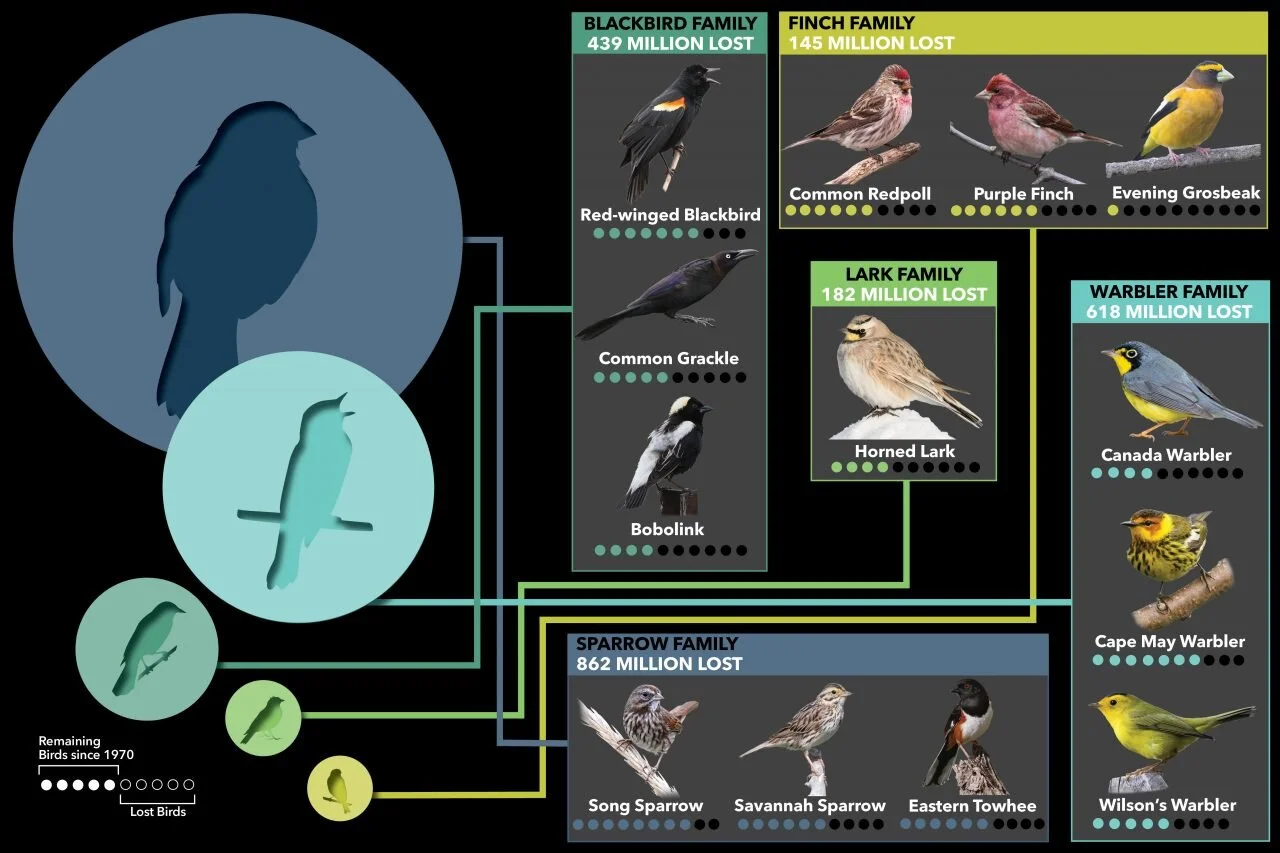 BirdFamilyLosses-1280x853.jpg