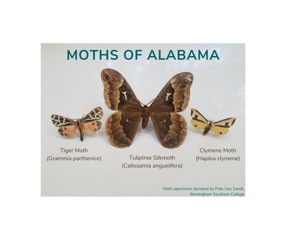 Tiger Moth (Grammia parthenice (2).png