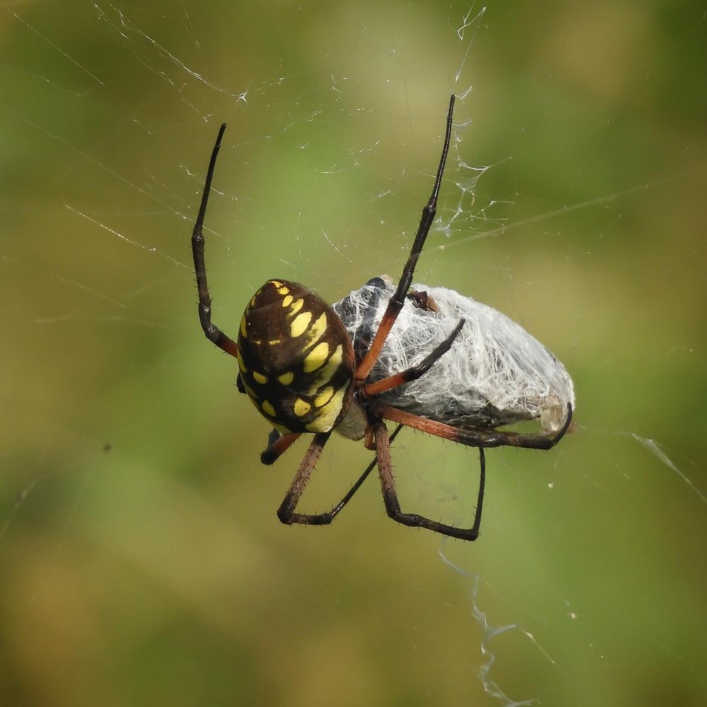 This beautiful garden spider, or zipper spider, or writing spider