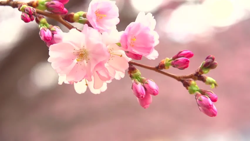 spring blossom.jpg