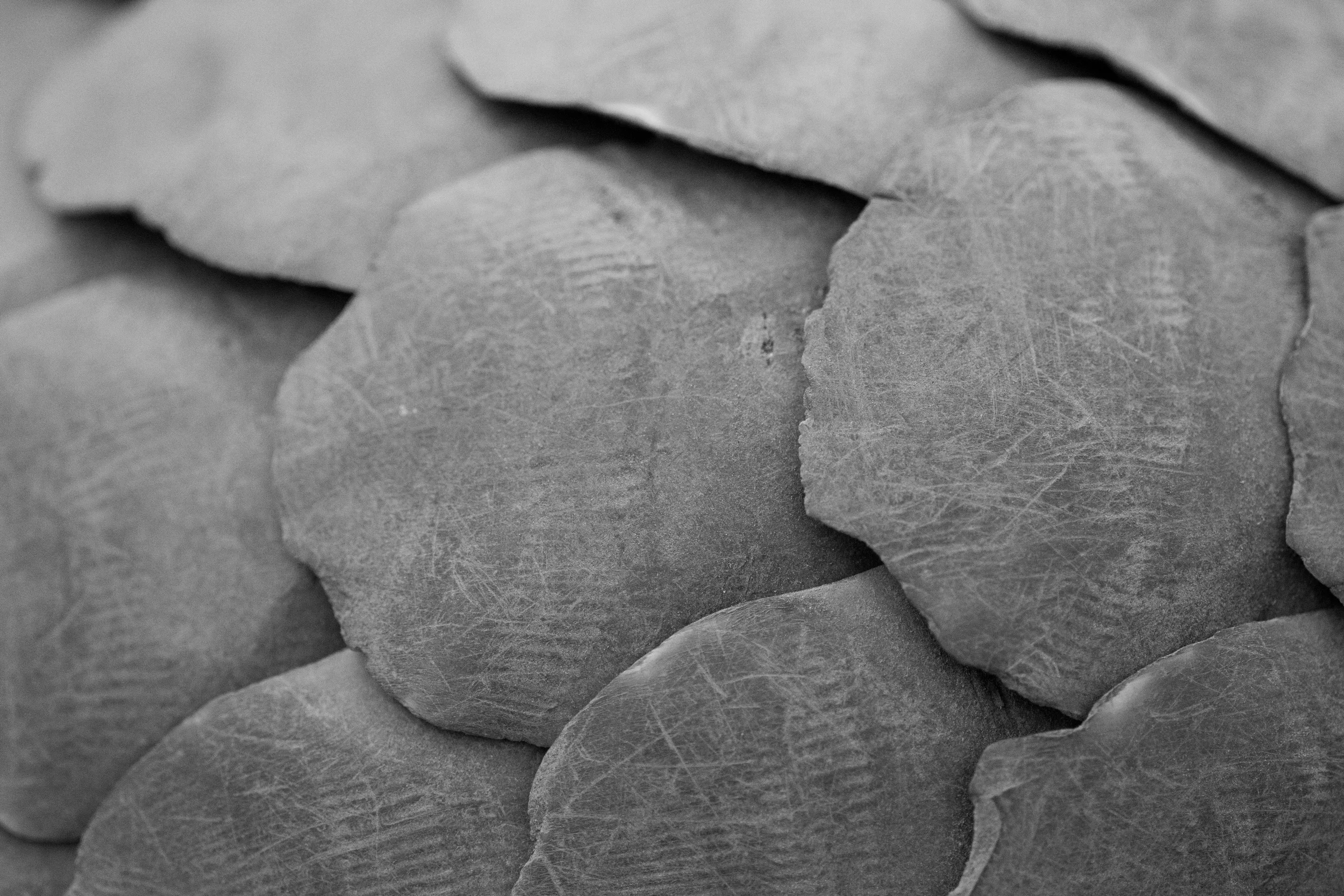 Pangolin Scales Detail