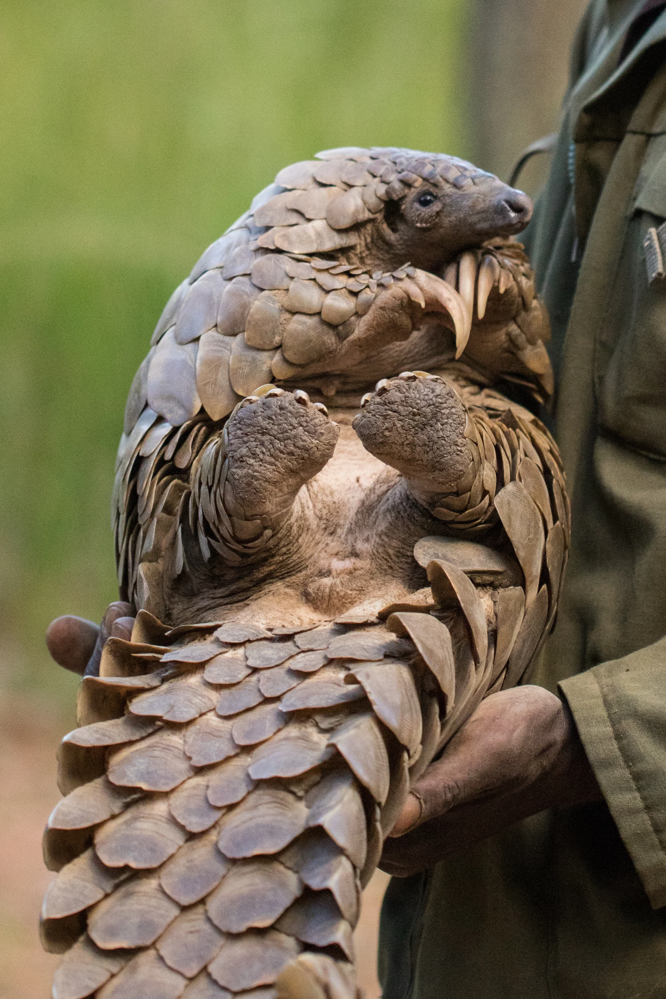 Pangolin