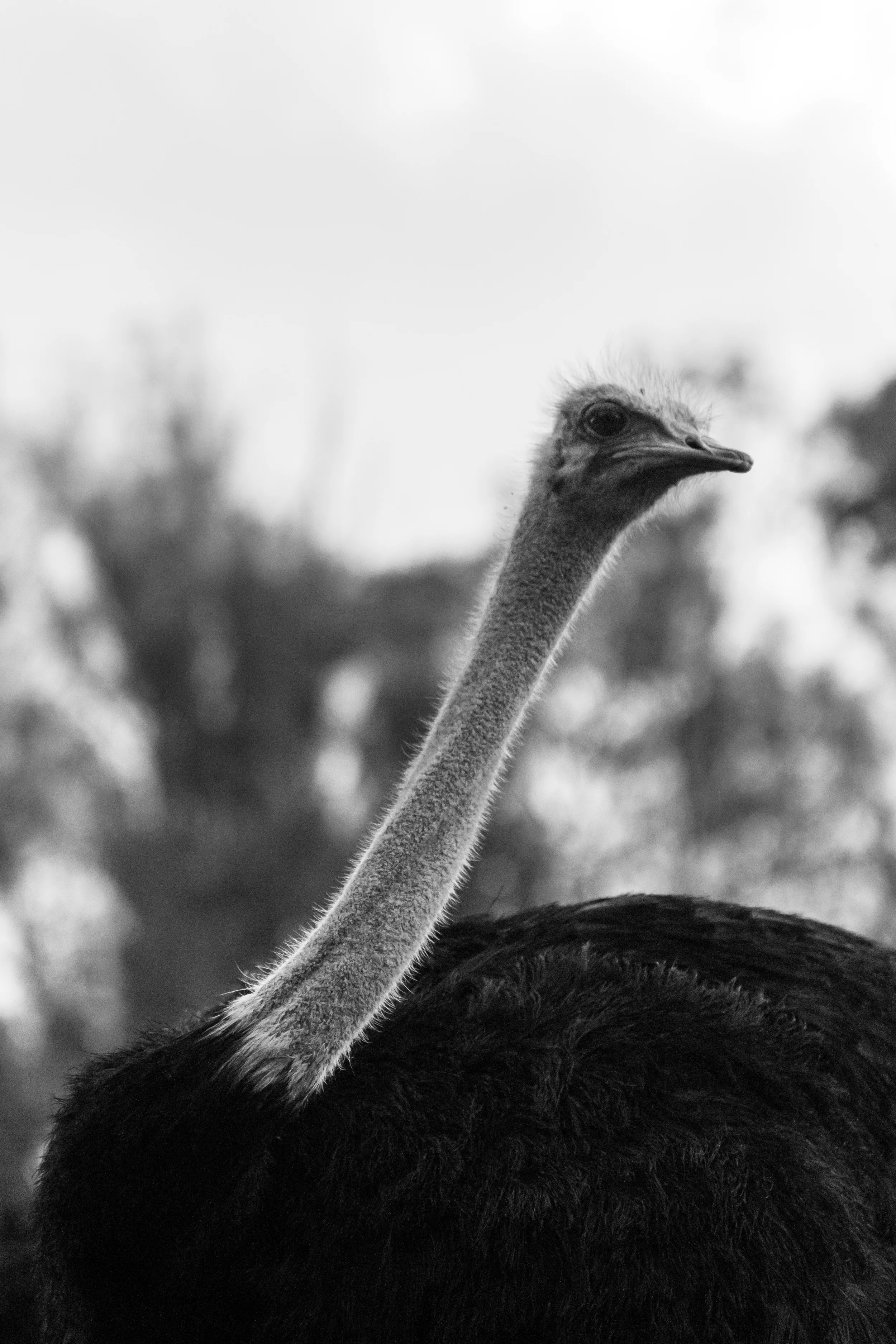 Black and White Ostrich
