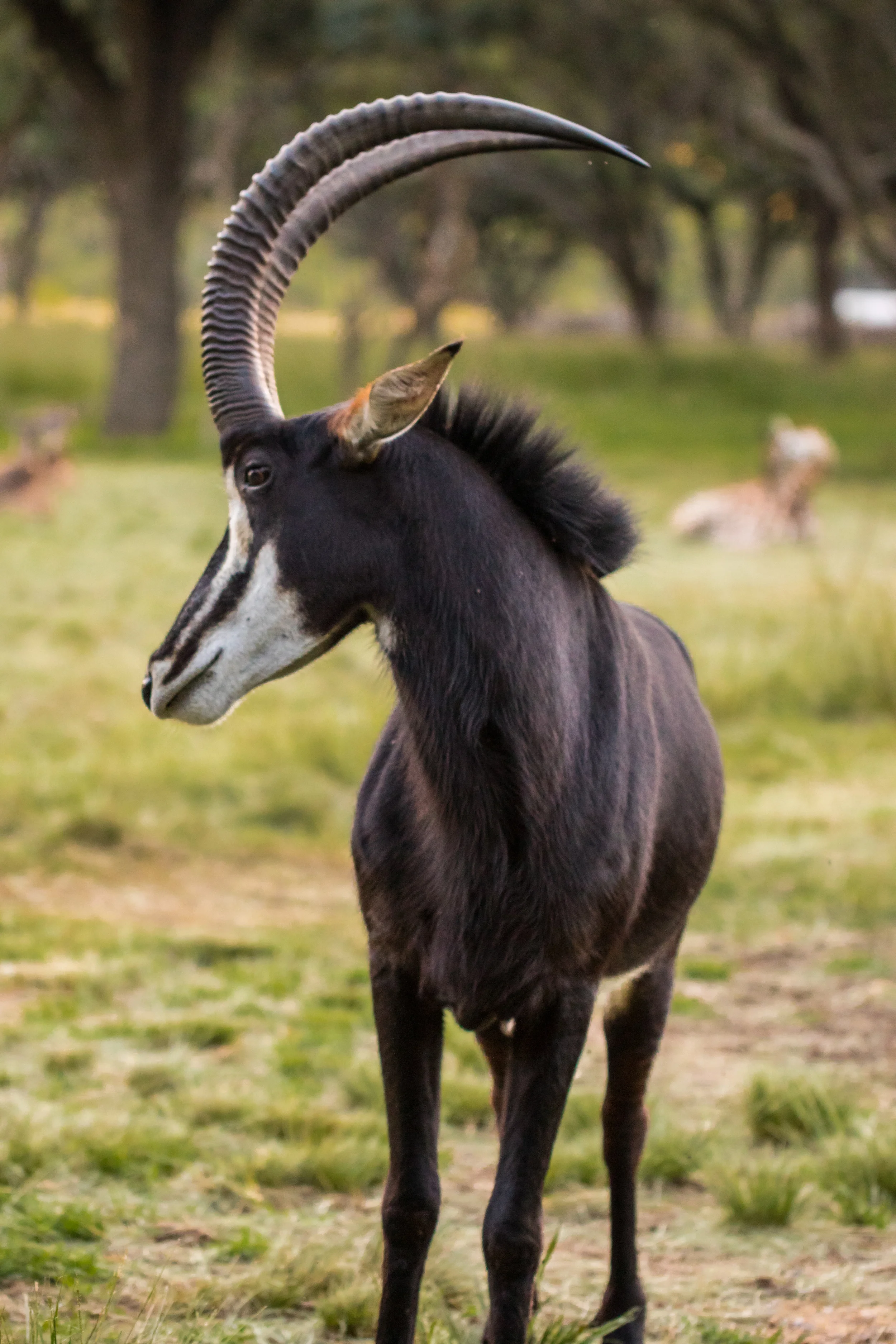 Sable
