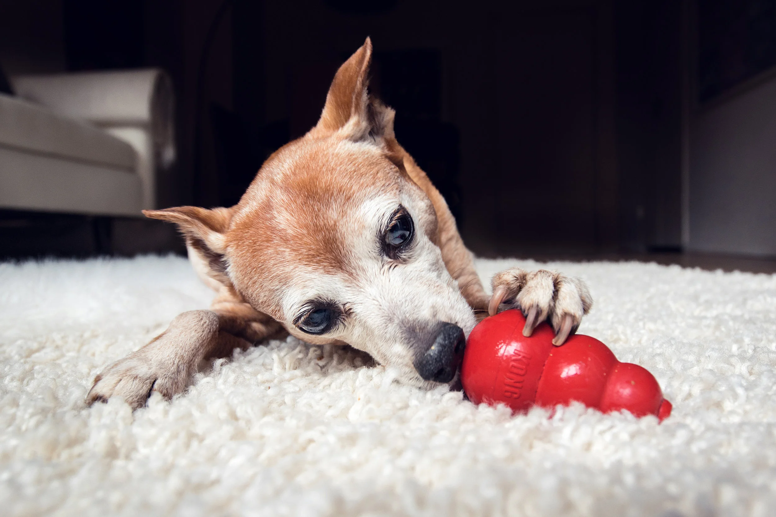 Natalie_Siebers_Minpin_Chihuahua_05_07_2018-2567.jpg
