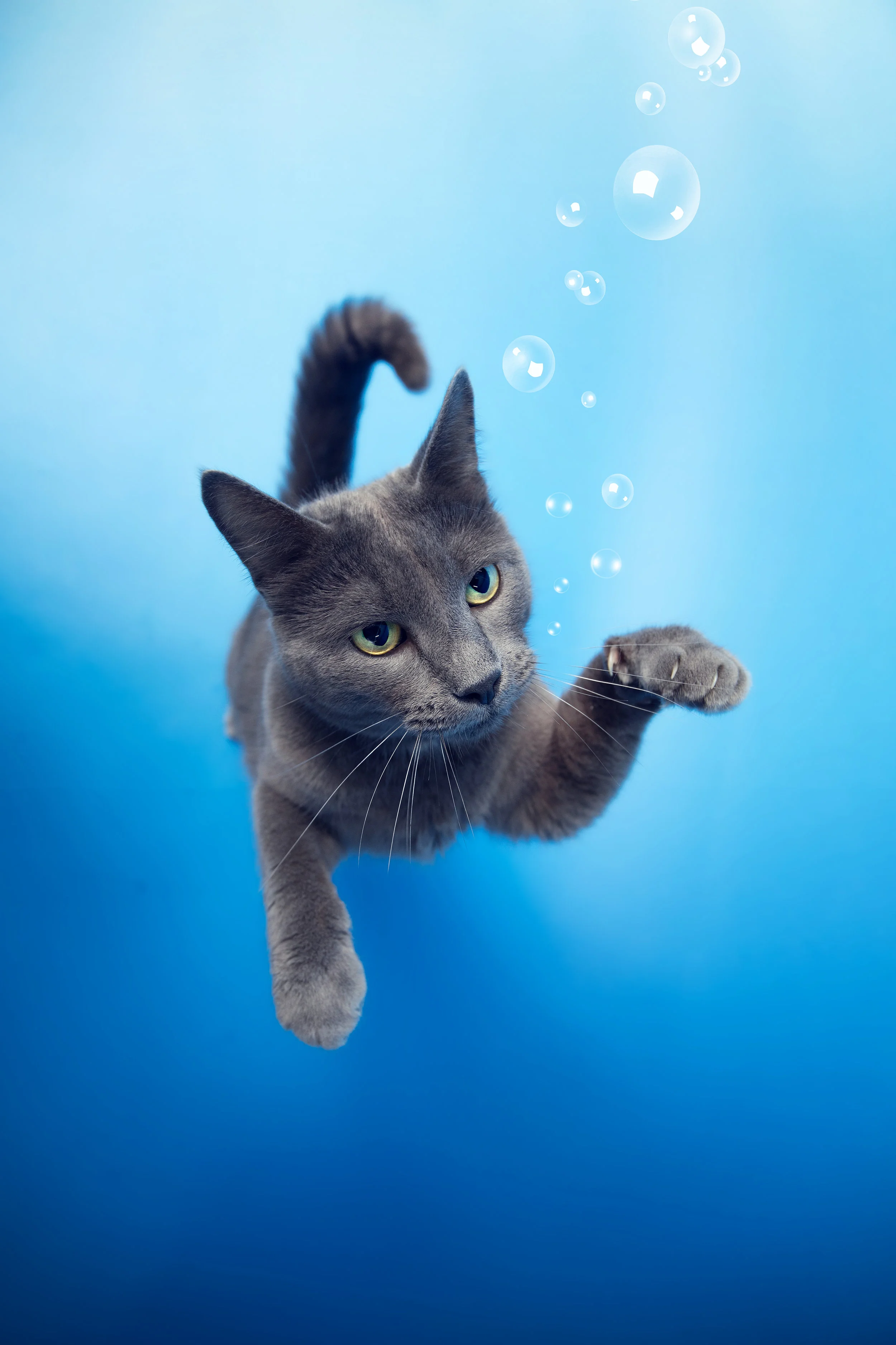 Natalie_Siebers_GotPetential_Cats_08_01_2018-4086ns.jpg