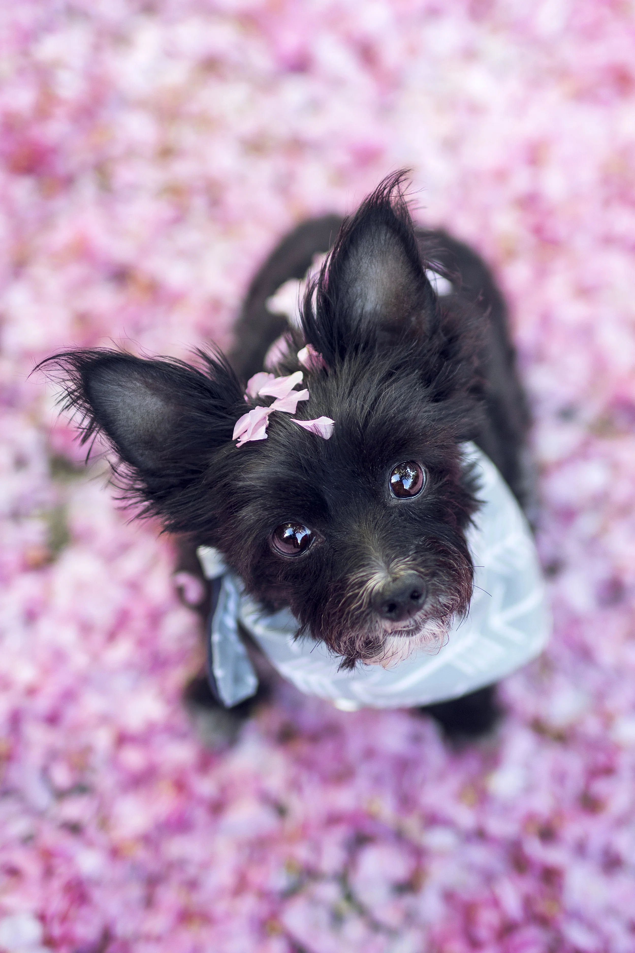 Natalie_Siebers_Sophie_Flower_Petals_05_11_2018-3140ns.jpg