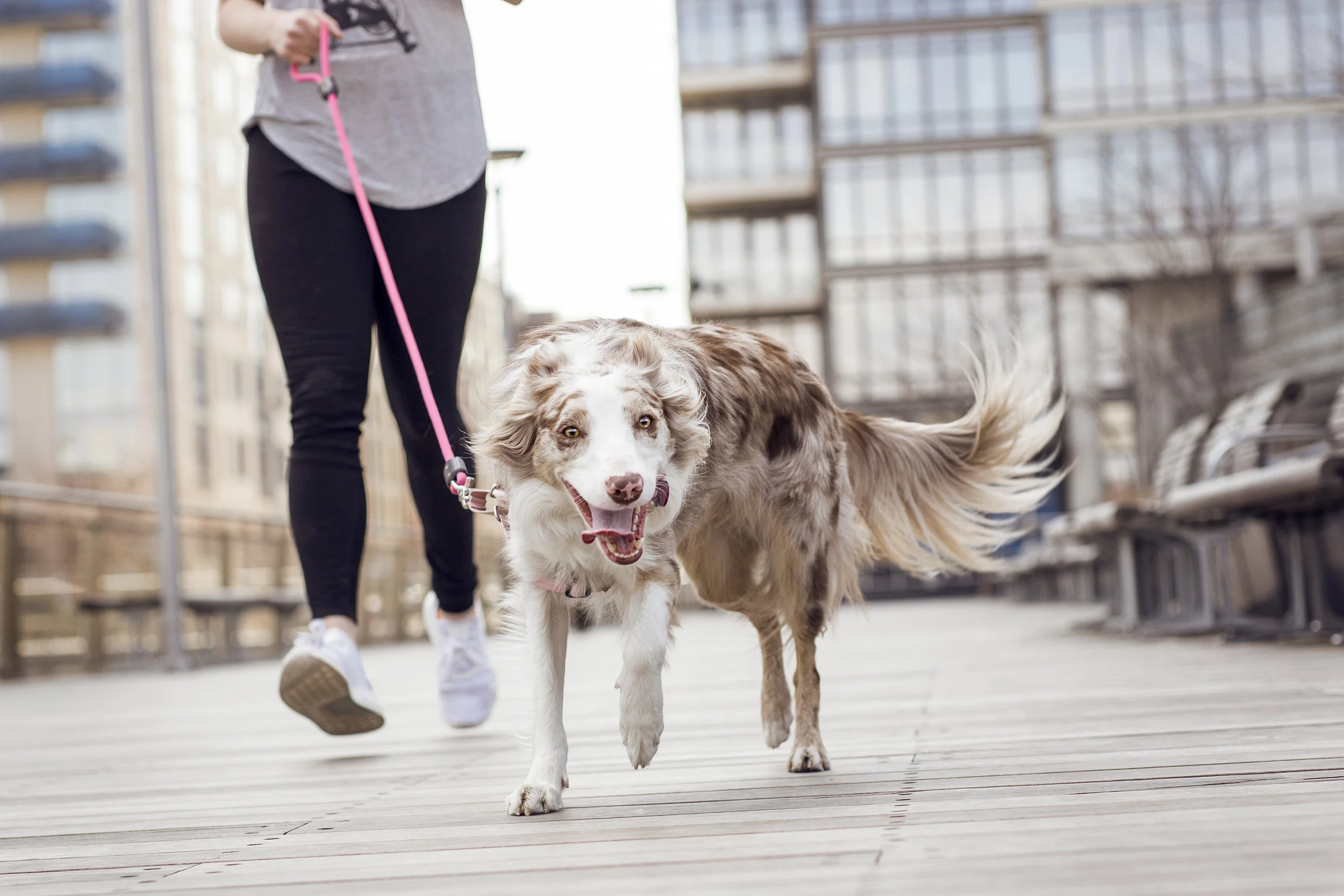 DogParker_Natalie_Siebers_04_2018-1773ns.jpg