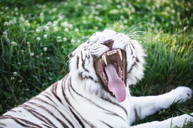 Here&rsquo;s a good reason why big cats do not make good pets. 🦷 
For anyone concerned, this animal is not agitated, she is mid-yawn.