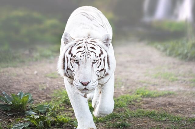The first strain of white tigers in captivity today can be traced back to a single white tiger, Mohan, who was captured as a cub in India in 1951. Mohan was a was bred to many normal colored tigresses and didn&rsquo;t produce a single white cub. He w