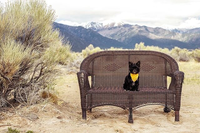 This is Sophie. Sophie likes to sit on benches as to not get her delicate bottom dirty with all the desert dust. 🏞
@sophiegoes_