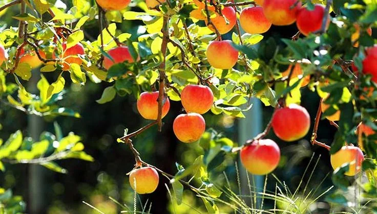 Successful or Fruitful?