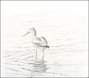American Avocet 8"x10' graphite
