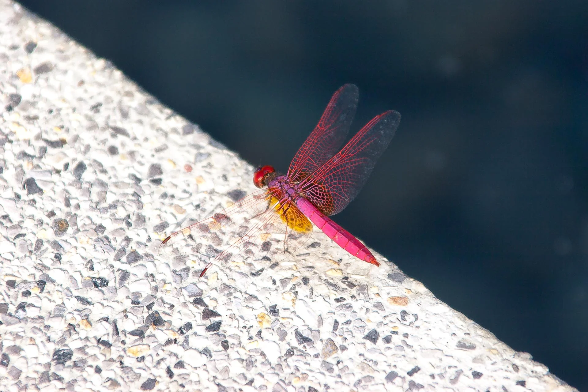 thai dragonfly - concrete wide.jpg
