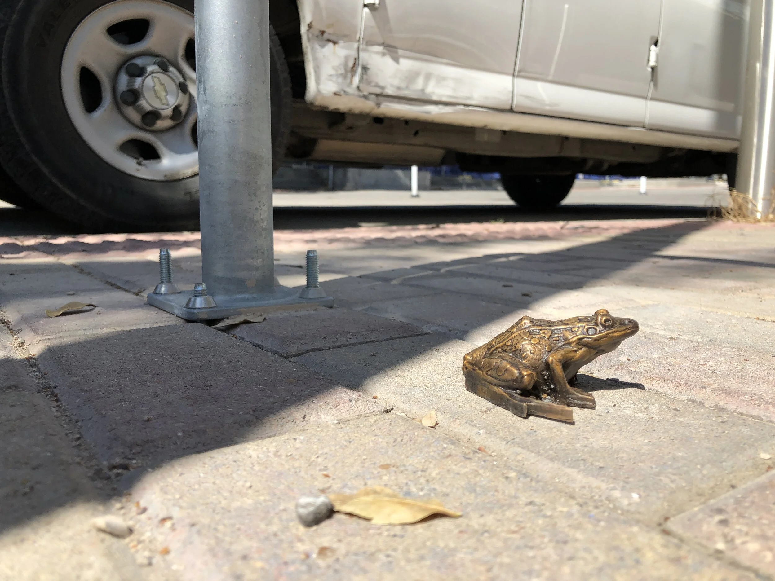  Rio Grande Leopard Frog 