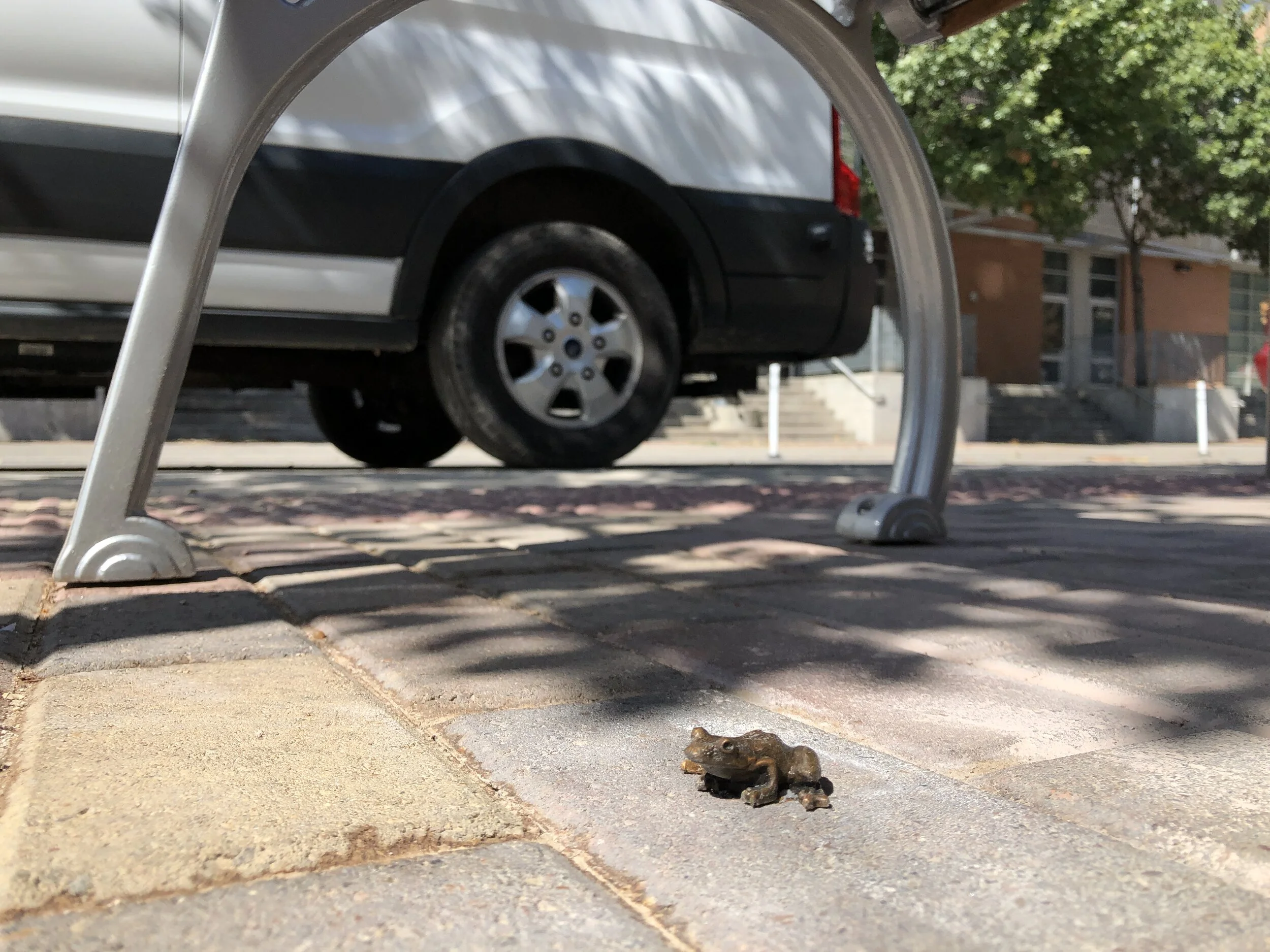  Rio Brande Chirping Frog 