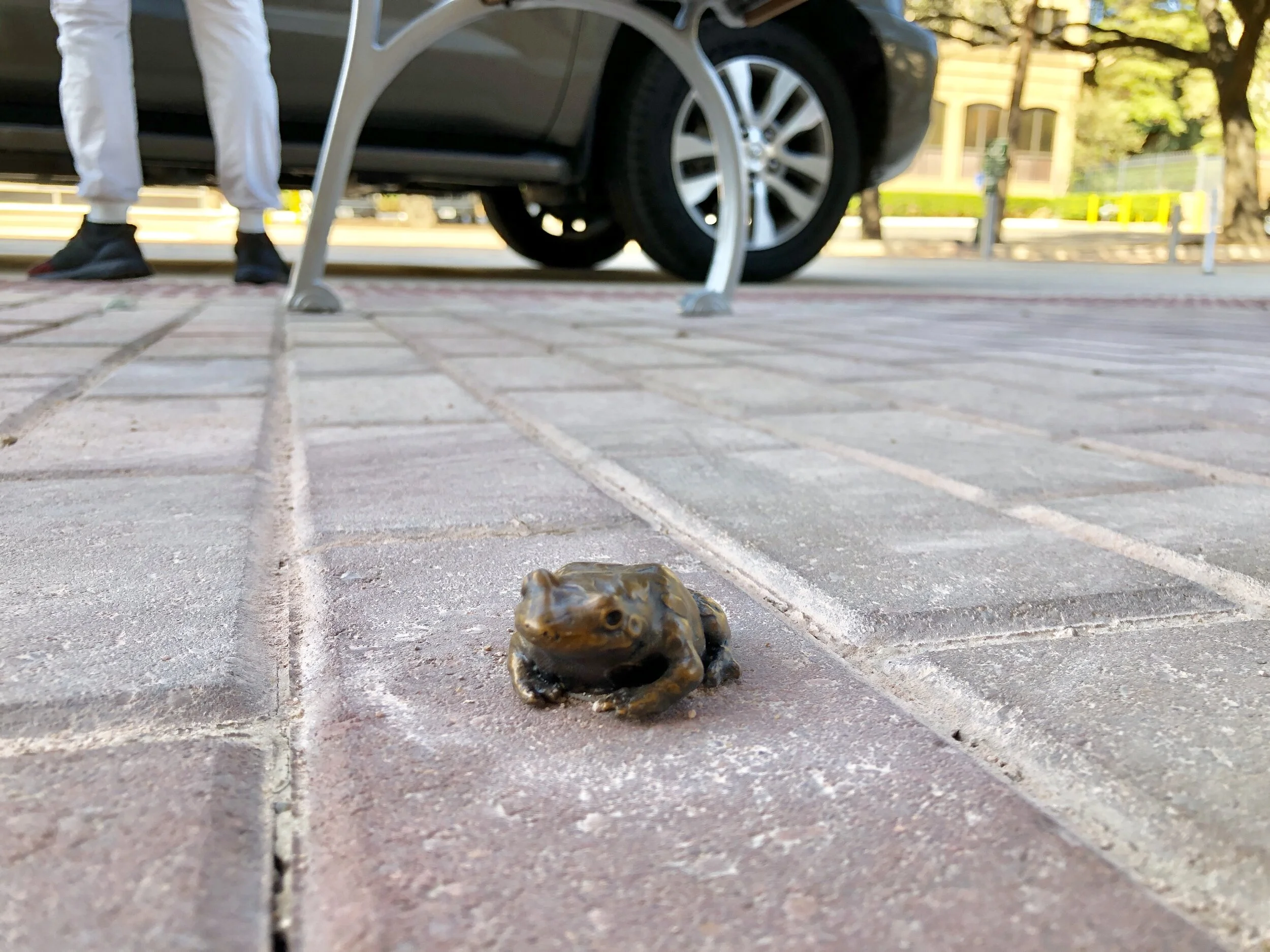 Strecker’s Chorus Frog