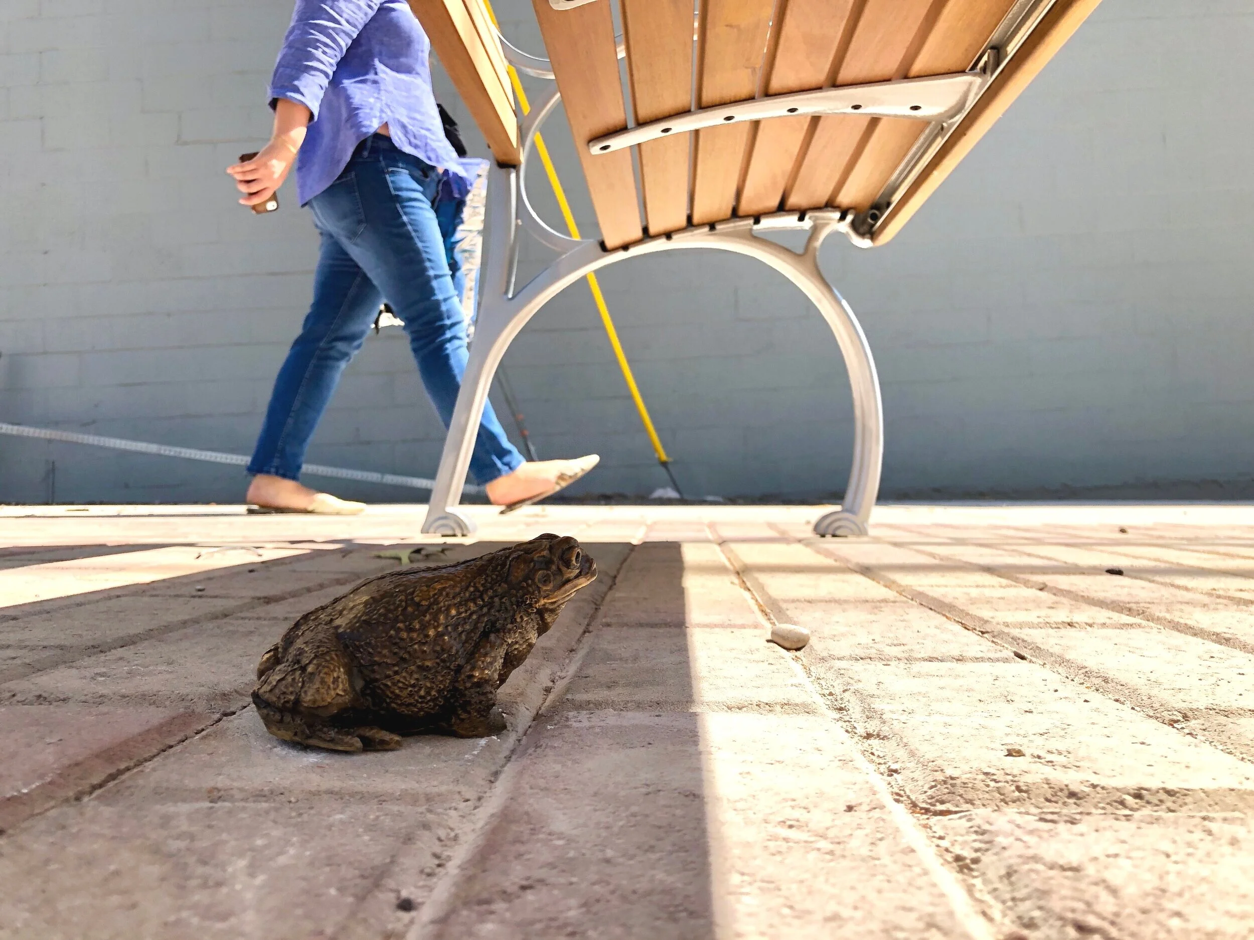 Gulf Coast Toad
