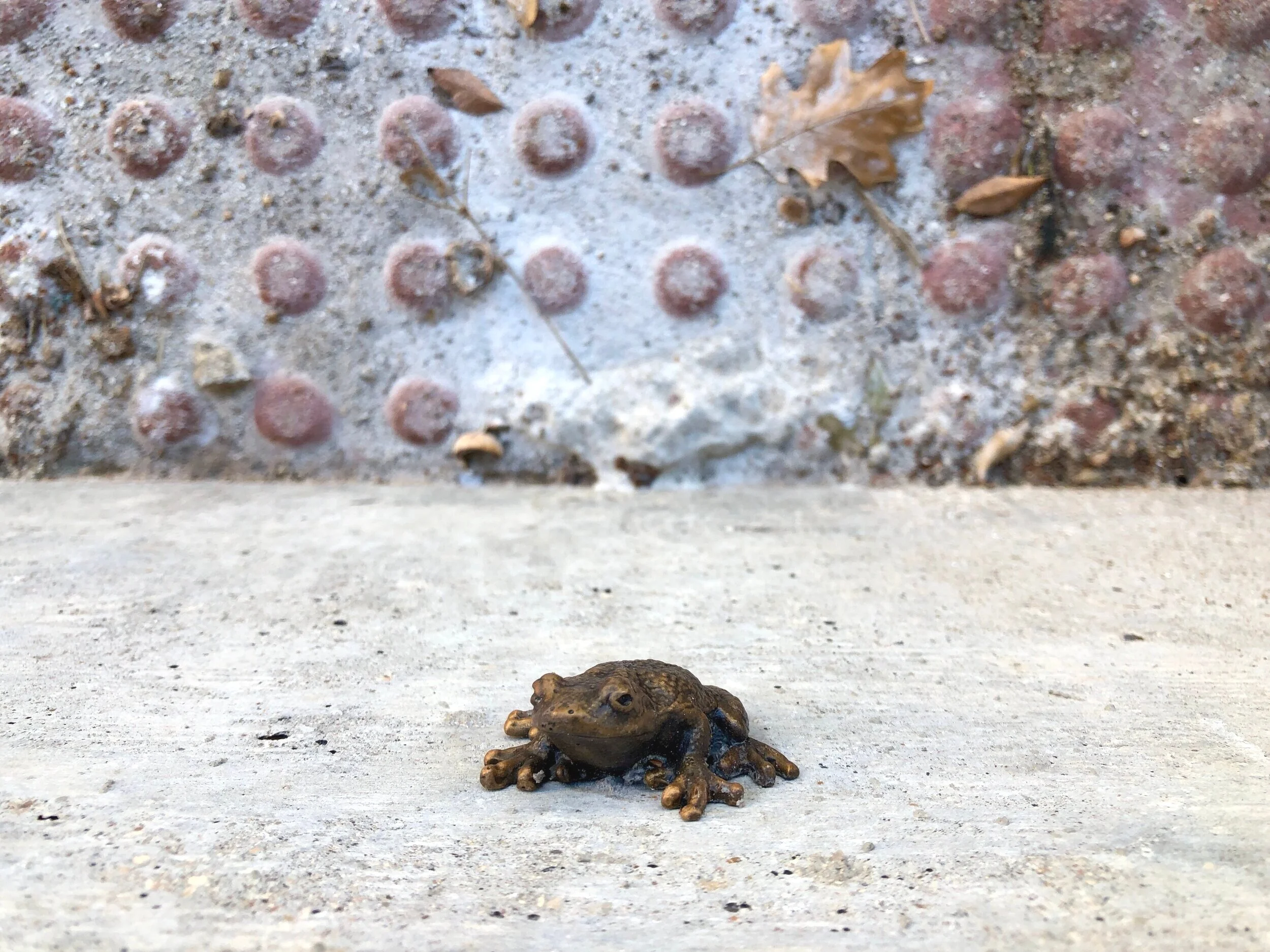 Copes Grey Tree Frog