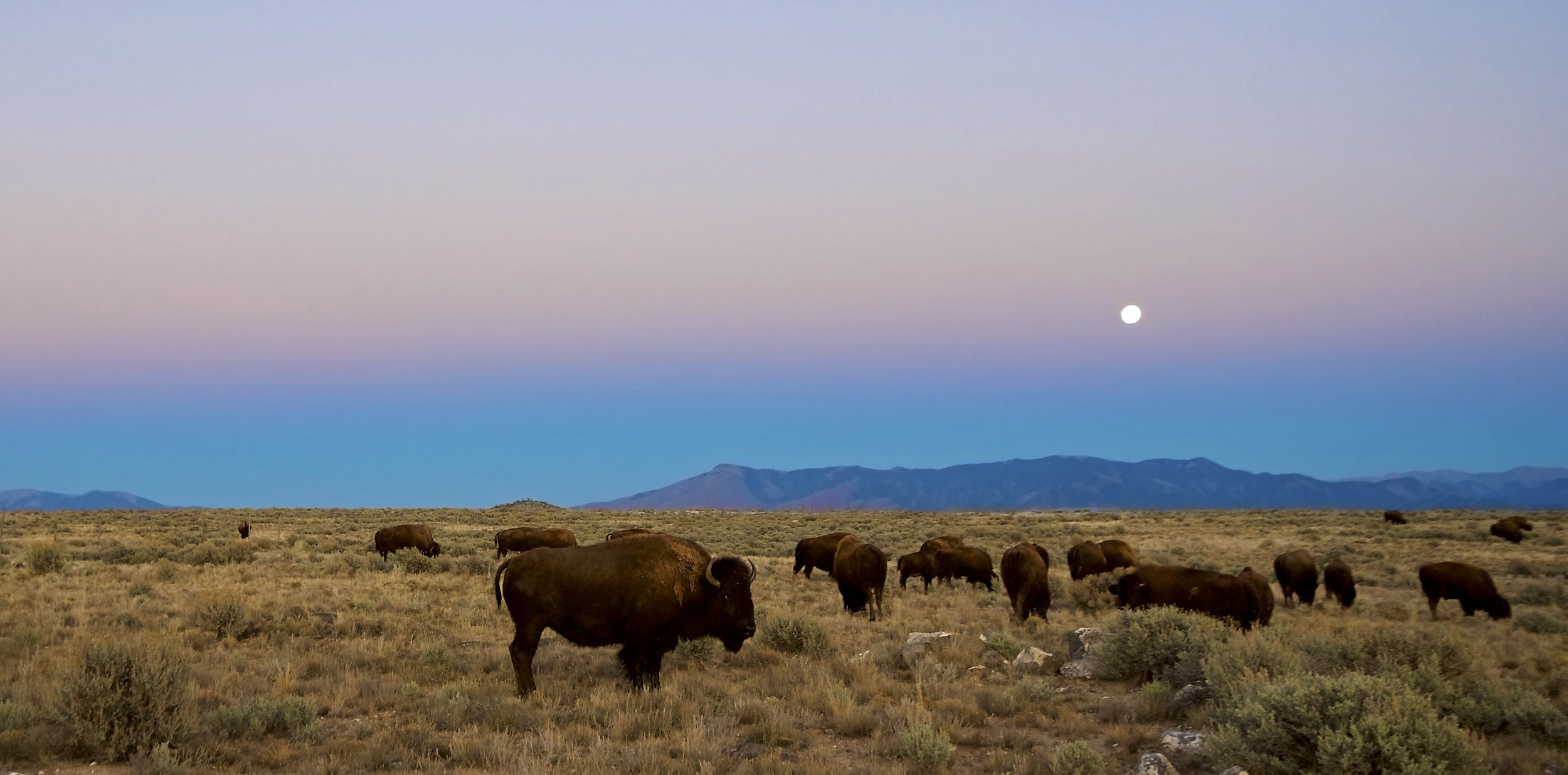 Twilight Buffalo